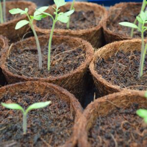 Coco Pots