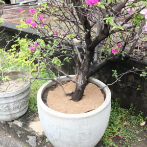 Weed Suppressors/Moisture Retainers