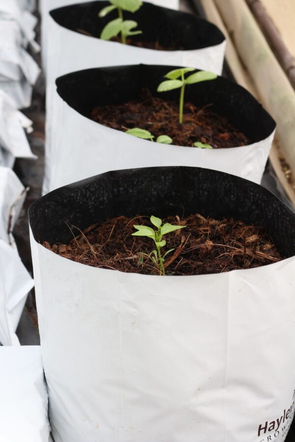 Open Top Bag for Berries - Image 3