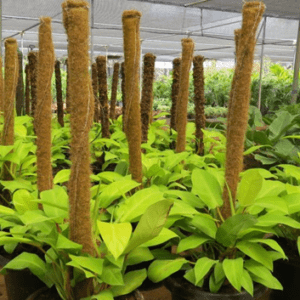 Coco Poles