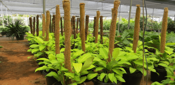 Coco Poles