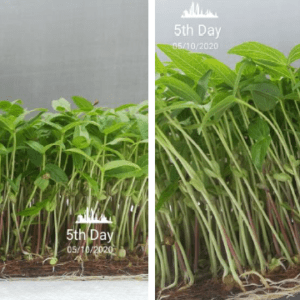 Microgreen Seedling Pads