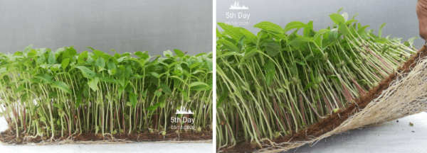 Microgreen Seedling Pads