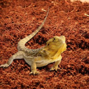 Reptile Bedding