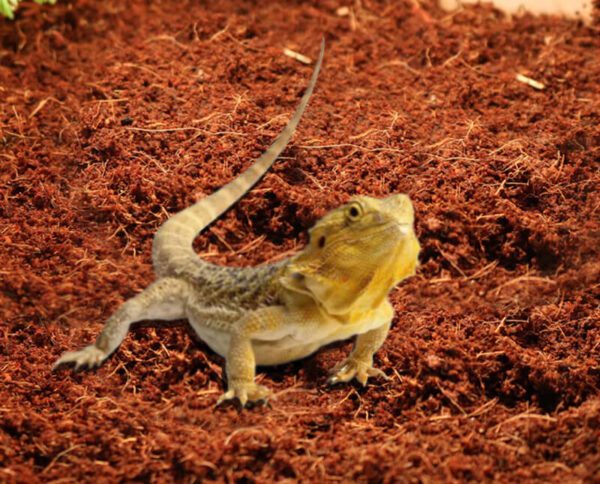 Reptile Bedding